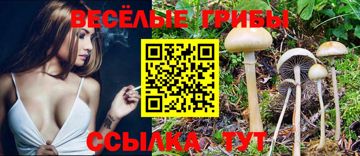 Псилоцибиновые грибы мицелий Изобильный